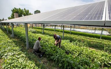 پنل خورشیدی در کشاورزی